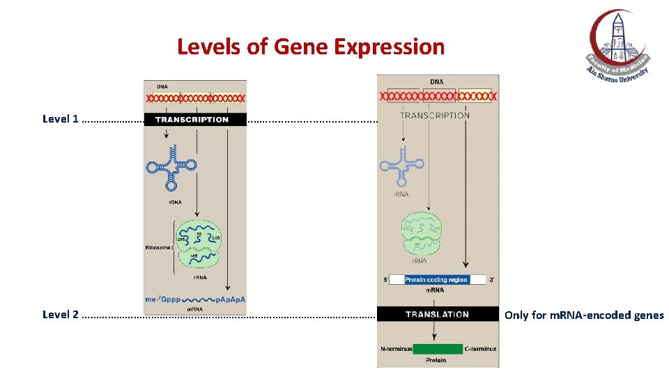 Levels of Gene Expression Level 1 ………… ………. . . . . Level 2