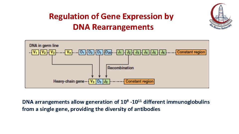 Regulation of Gene Expression by DNA Rearrangements DNA arrangements allow generation of 109 -1011