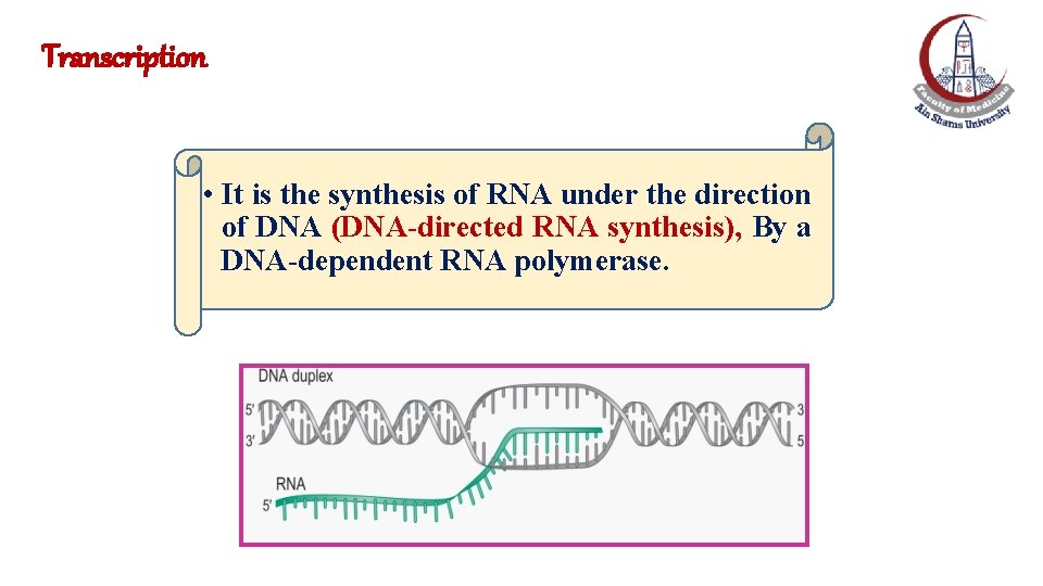 Transcription • It is the synthesis of RNA under the direction of DNA (DNA-directed