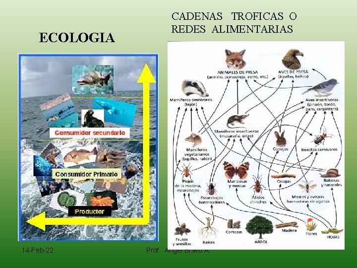 ECOLOGIA 14 -Feb-22 CADENAS TROFICAS O REDES ALIMENTARIAS Prof. Angel Bravo A. 