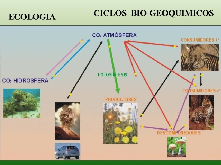 ECOLOGIA 14 -Feb-22 CICLOS BIO-GEOQUIMICOS Prof. Angel Bravo A. 