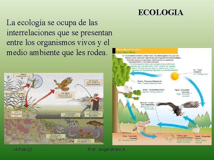 ECOLOGIA La ecología se ocupa de las interrelaciones que se presentan entre los organismos