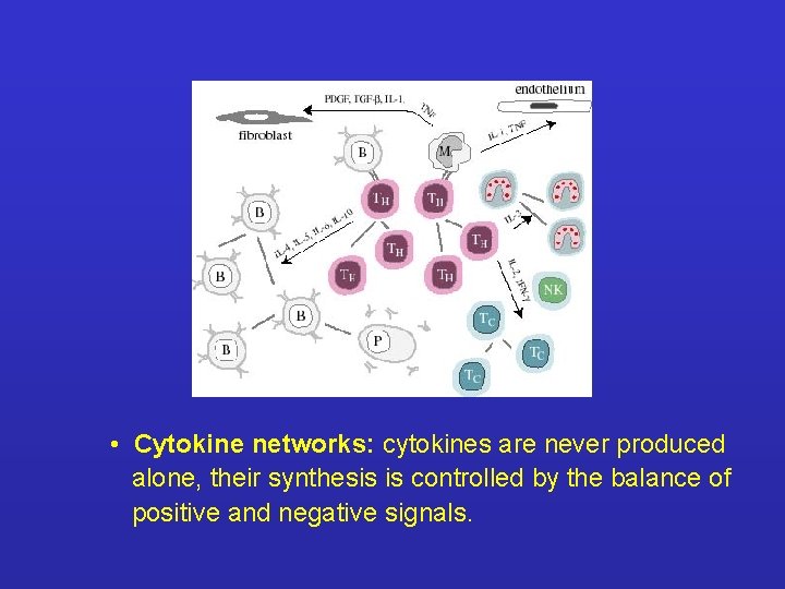  • Cytokine networks: cytokines are never produced alone, their synthesis is controlled by