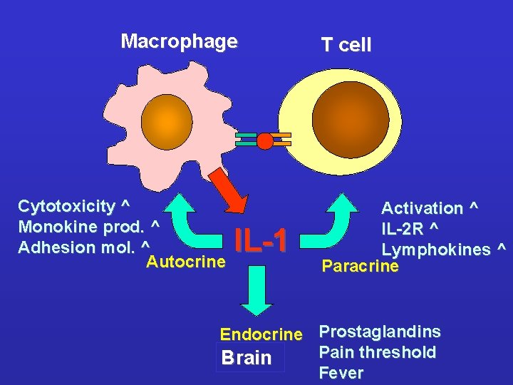 Macrophage Cytotoxicity ^ Monokine prod. ^ Adhesion mol. ^ Autocrine IL-1 T cell Activation