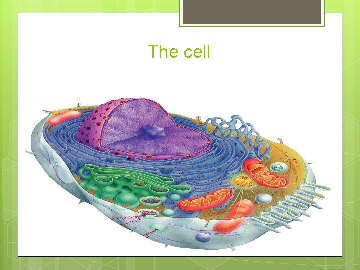 The cell The cell