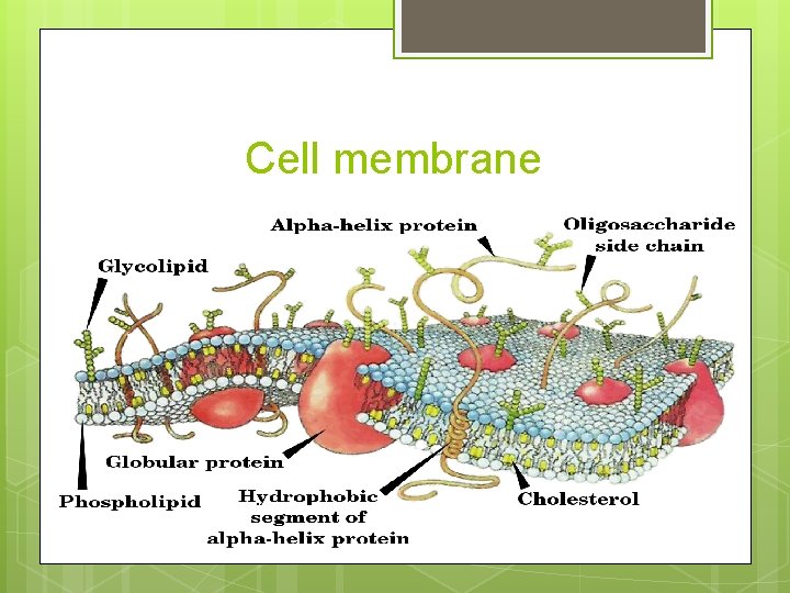 Cell membrane Cell membrane