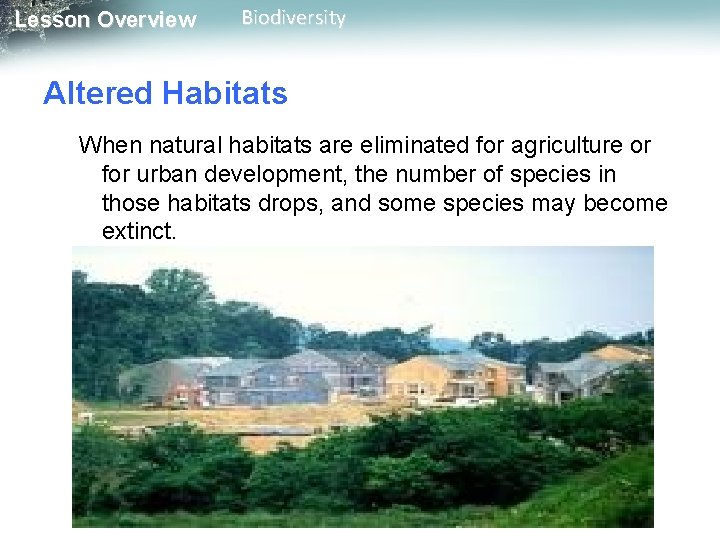 Lesson Overview Biodiversity Altered Habitats When natural habitats are eliminated for agriculture or for