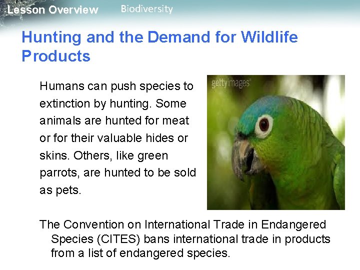 Lesson Overview Biodiversity Hunting and the Demand for Wildlife Products Humans can push species