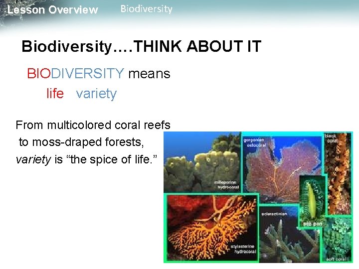 Lesson Overview Biodiversity…. THINK ABOUT IT BIODIVERSITY means life variety From multicolored coral reefs