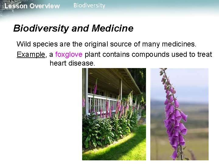 Lesson Overview Biodiversity and Medicine Wild species are the original source of many medicines.