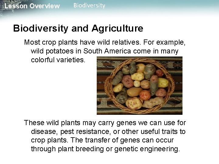 Lesson Overview Biodiversity and Agriculture Most crop plants have wild relatives. For example, wild