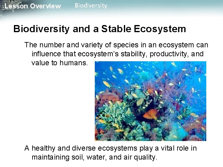 Lesson Overview Biodiversity and a Stable Ecosystem The number and variety of species in