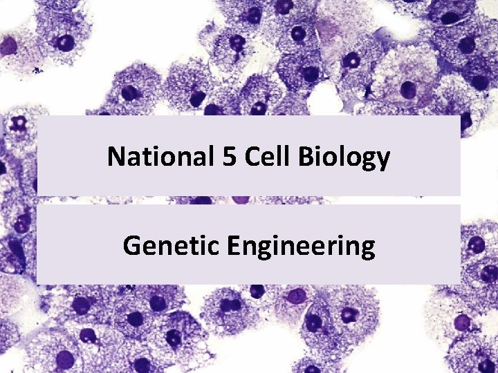 National 5 Cell Biology Genetic Engineering 