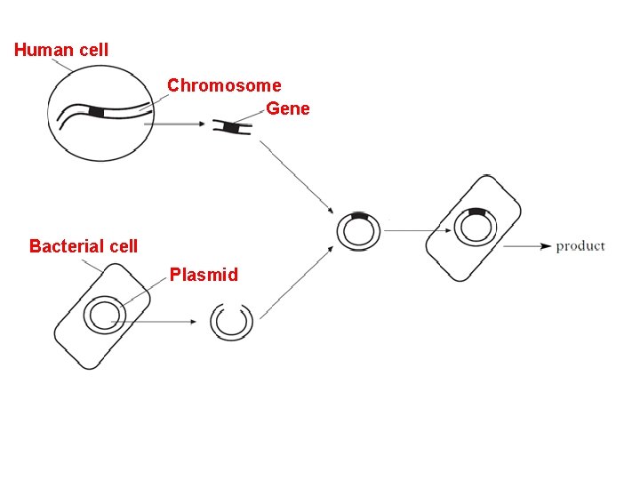 Human cell Chromosome Gene Bacterial cell Plasmid 