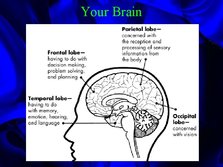 Your Brain 
