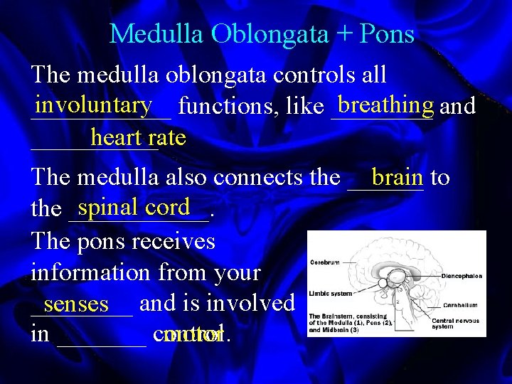 Medulla Oblongata + Pons The medulla oblongata controls all involuntary functions, like ____ breathing