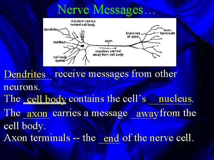 Nerve Messages… _____ receive messages from other Dendrites neurons. The ____ nucleus cell body