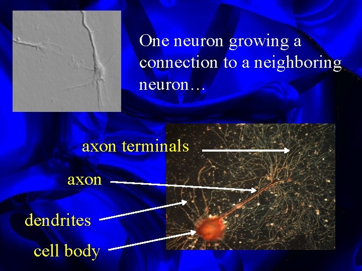 One neuron growing a connection to a neighboring neuron… axon terminals axon dendrites cell