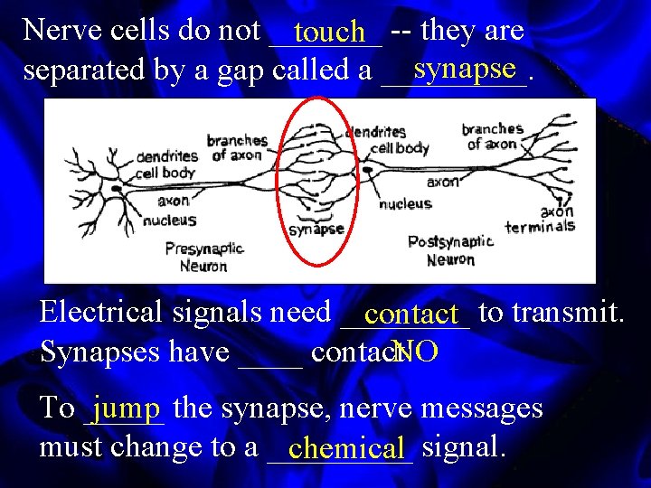 Nerve cells do not _______ touch -- they are synapse separated by a gap