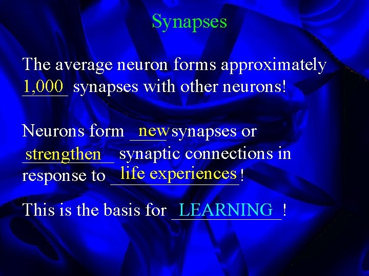 Synapses The average neuron forms approximately _____ synapses with other neurons! 1, 000 new