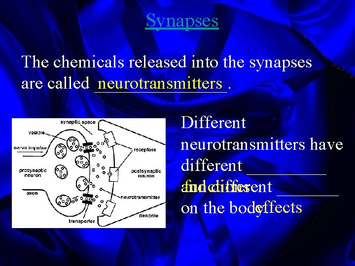 Synapses The chemicals released into the synapses are called ________. neurotransmitters Different neurotransmitters have