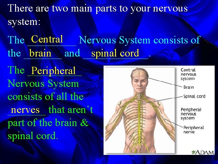 There are two main parts to your nervous system: Central Nervous System consists of