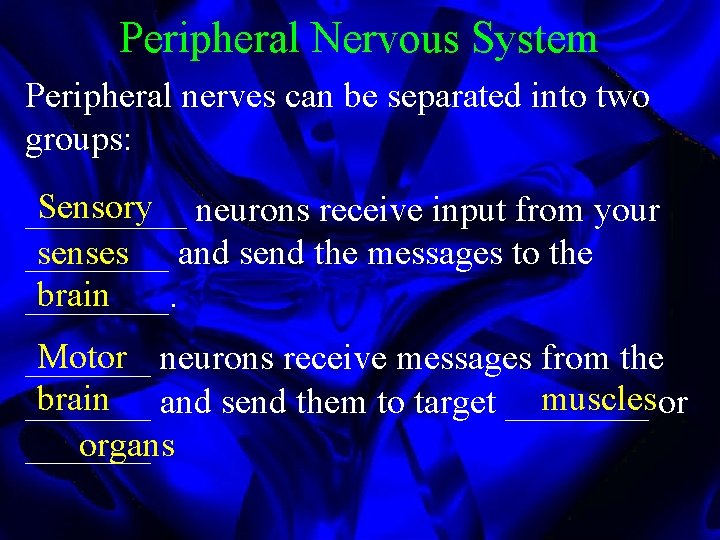 Peripheral Nervous System Peripheral nerves can be separated into two groups: Sensory neurons receive