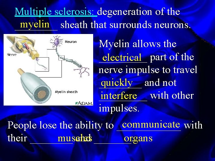 Multiple sclerosis: degeneration of the myelin sheath that surrounds neurons. ____ Myelin allows the