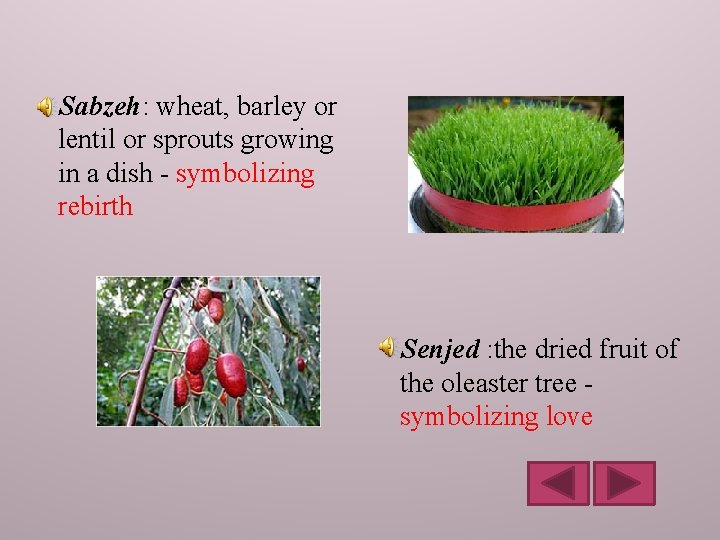 Sabzeh: wheat, barley or lentil or sprouts growing in a dish - symbolizing rebirth