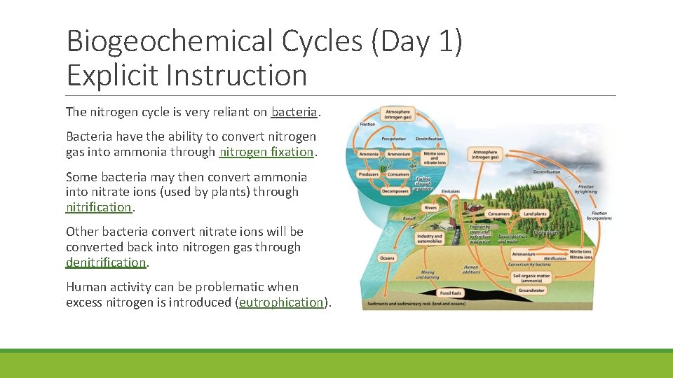 Biogeochemical Cycles (Day 1) Explicit Instruction The nitrogen cycle is very reliant on bacteria.