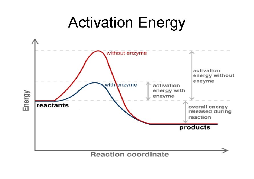 Activation Energy Enzymes in Soltron lower the activation energy for reactions that break up
