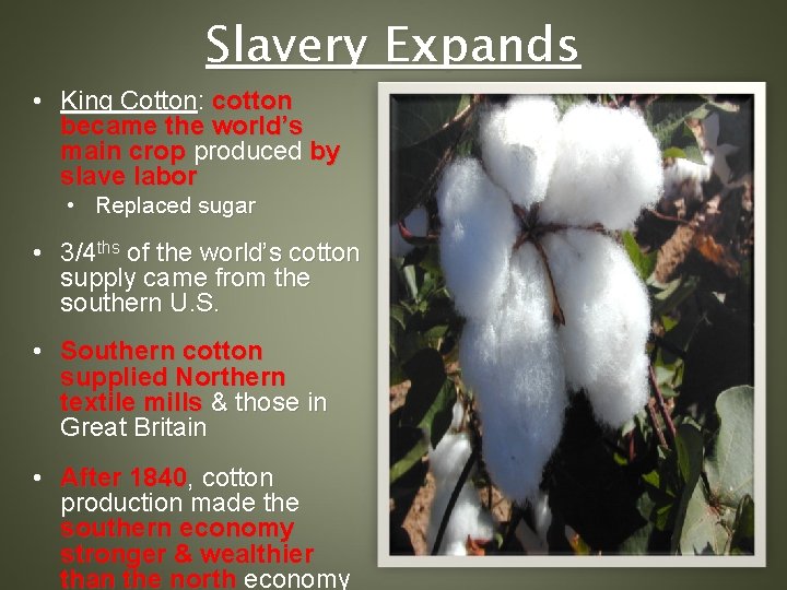 Slavery Expands • King Cotton: cotton became the world’s main crop produced by slave