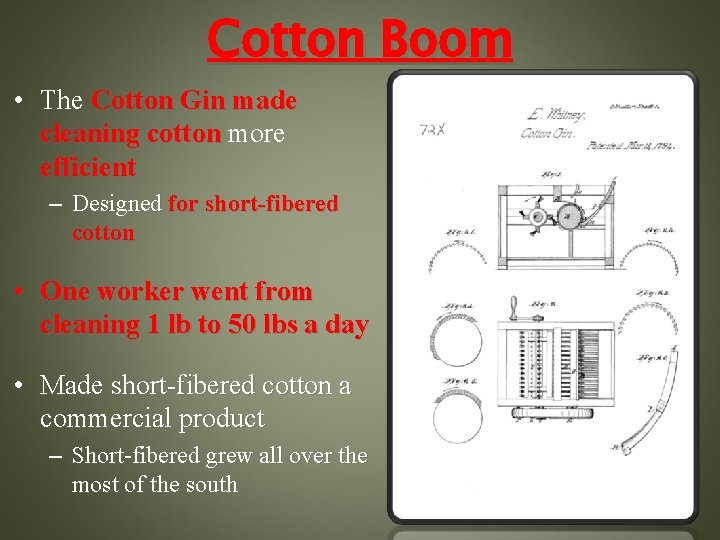 Cotton Boom • The Cotton Gin made cleaning cotton more efficient – Designed for