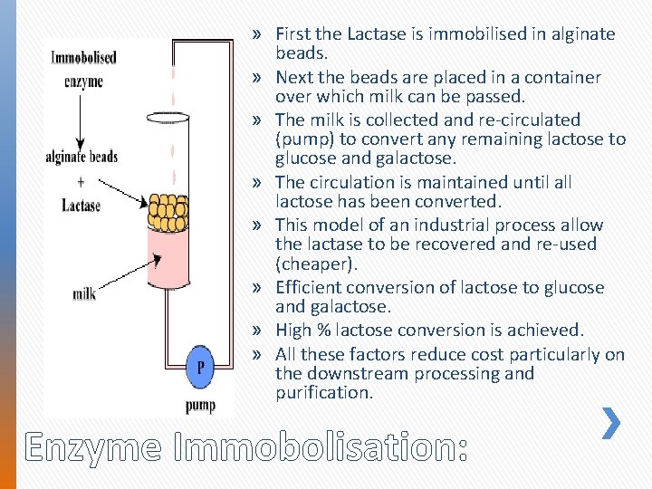 » First the Lactase is immobilised in alginate beads. » Next the beads are