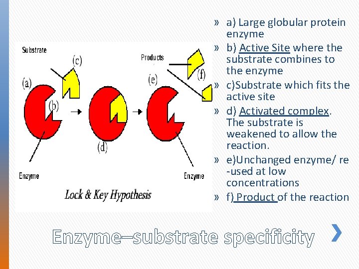 » a) Large globular protein enzyme » b) Active Site where the substrate combines