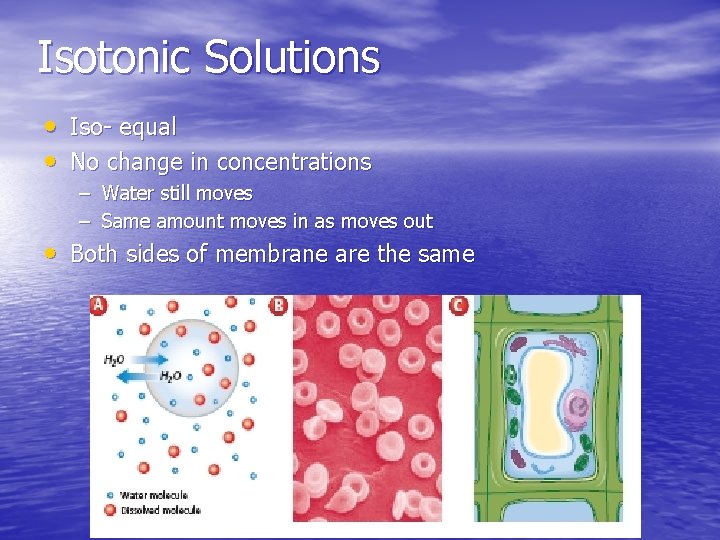 Isotonic Solutions • Iso- equal • No change in concentrations – Water still moves