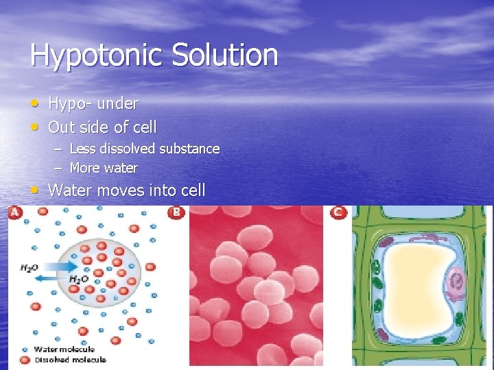Hypotonic Solution • Hypo- under • Out side of cell – Less dissolved substance