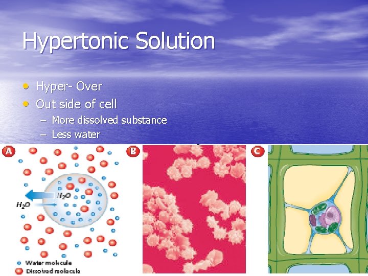 Hypertonic Solution • Hyper- Over • Out side of cell – More dissolved substance