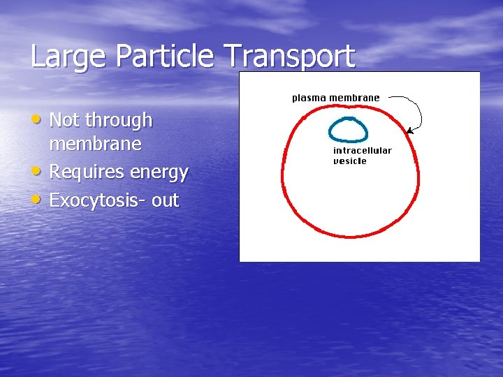 Large Particle Transport • Not through • • membrane Requires energy Exocytosis- out 