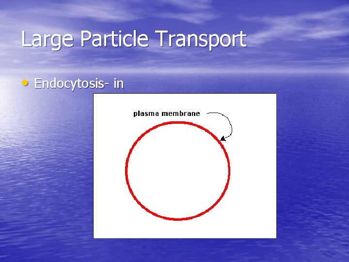 Large Particle Transport • Endocytosis- in 