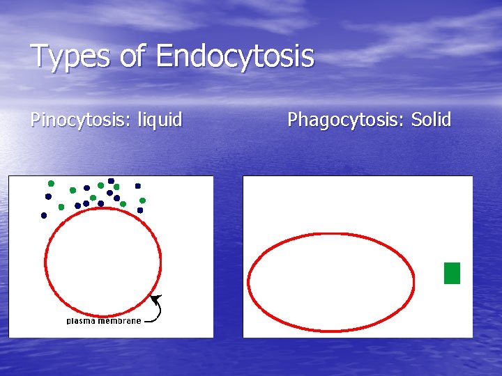 Types of Endocytosis Pinocytosis: liquid Phagocytosis: Solid 