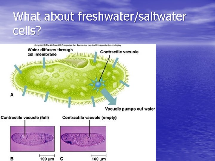 What about freshwater/saltwater cells? 