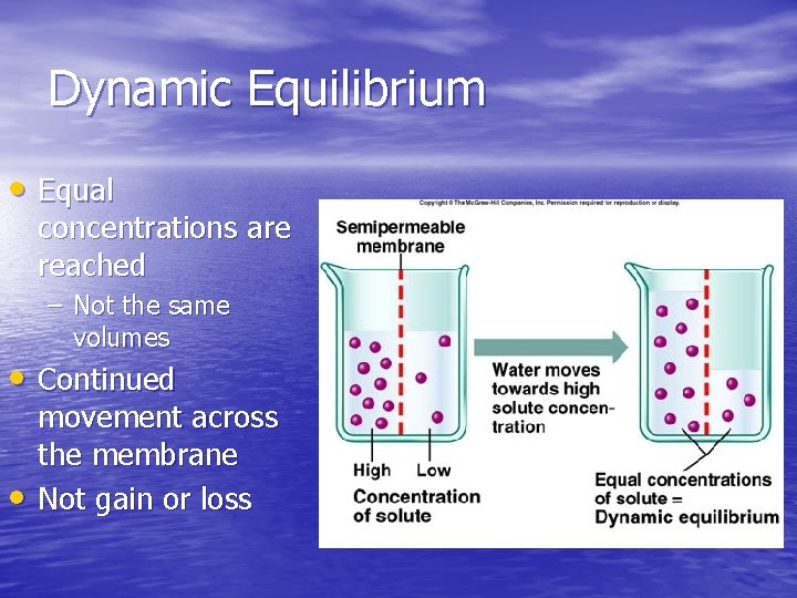 Dynamic Equilibrium • Equal concentrations are reached – Not the same volumes • Continued