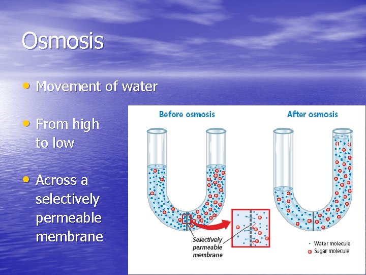 Osmosis • Movement of water • From high to low • Across a selectively