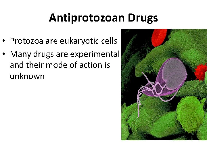 Antiprotozoan Drugs • Protozoa are eukaryotic cells • Many drugs are experimental and their