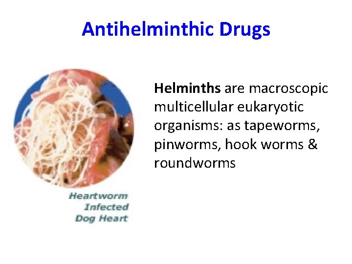 Antihelminthic Drugs • Helminths are macroscopic multicellular eukaryotic organisms: as tapeworms, pinworms, hook worms