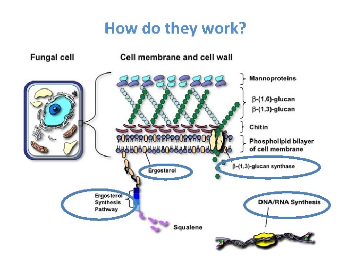 How do they work? Image from http: //www. doctorfungus. org/thedrugs/antif_pharm. htm 7 