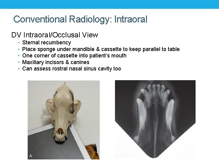 Conventional Radiology: Intraoral DV Intraoral/Occlusal View • • • Sternal recumbency Place sponge under