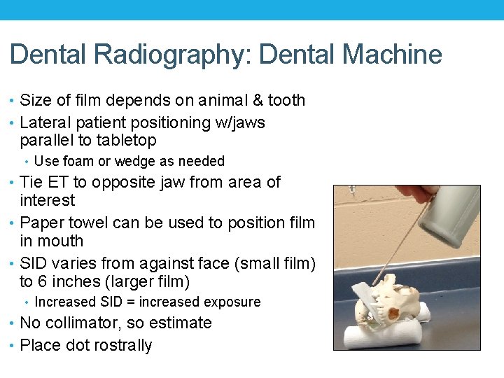 Dental Radiography: Dental Machine • Size of film depends on animal & tooth •