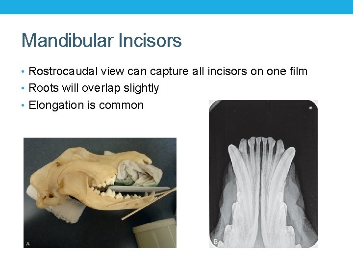 Mandibular Incisors • Rostrocaudal view can capture all incisors on one film • Roots
